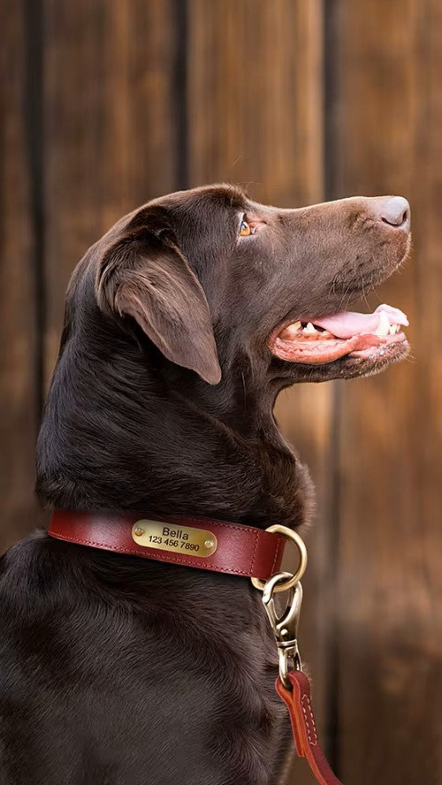 Personalized Leather Dog Collar - Free Engraving