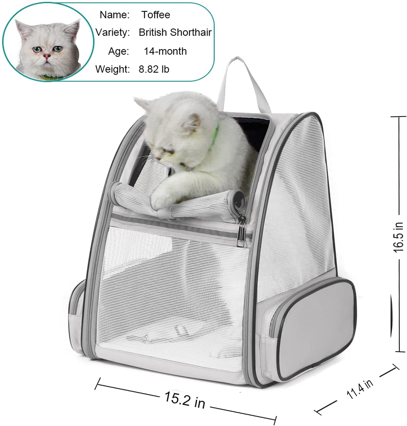 Pet Backpack Carrier for Small Cats Dogs - BestBuddyStore