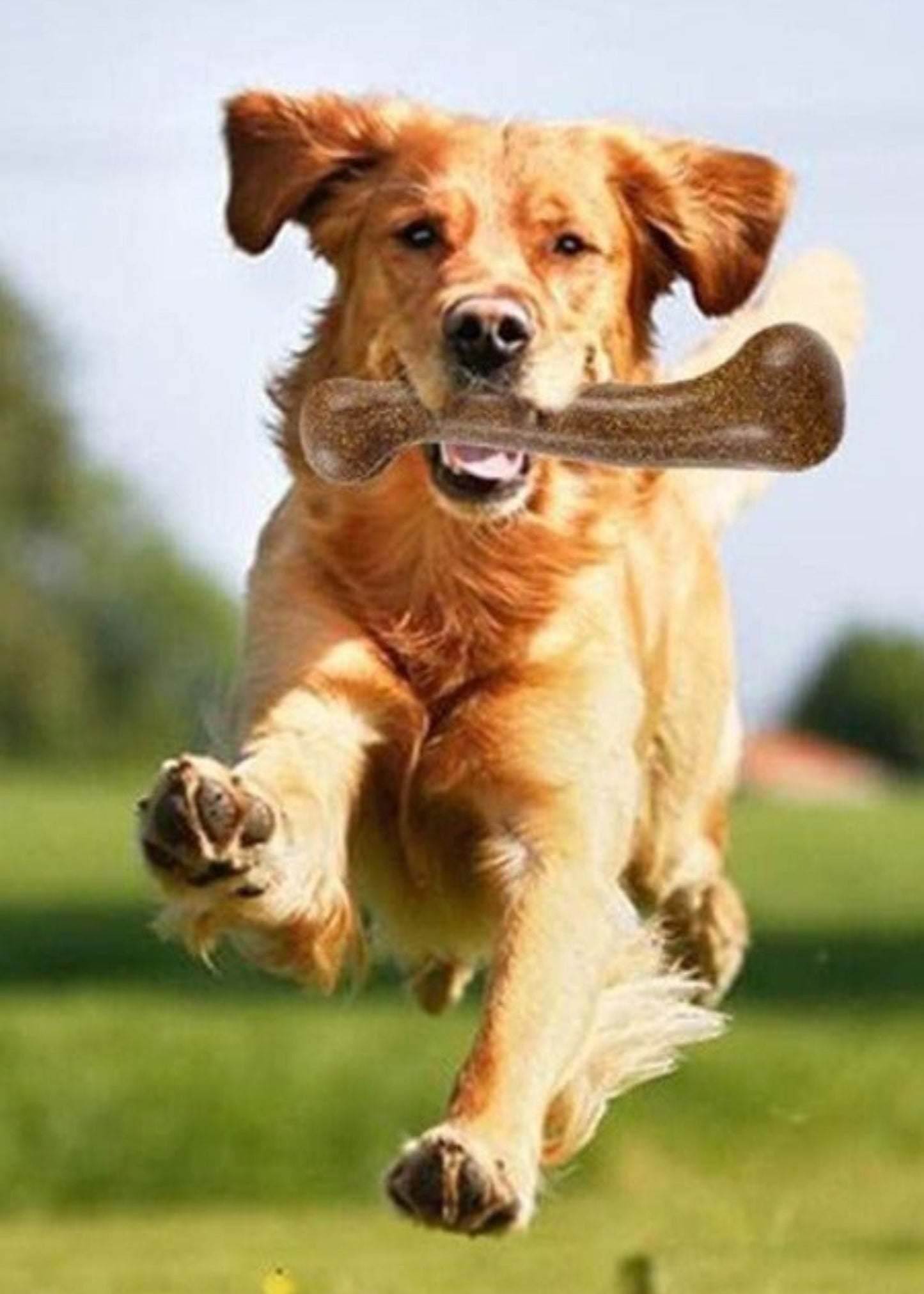Indestructible Dog Bone Natural Non - Toxic Puppy Toy - Best Buddy Store