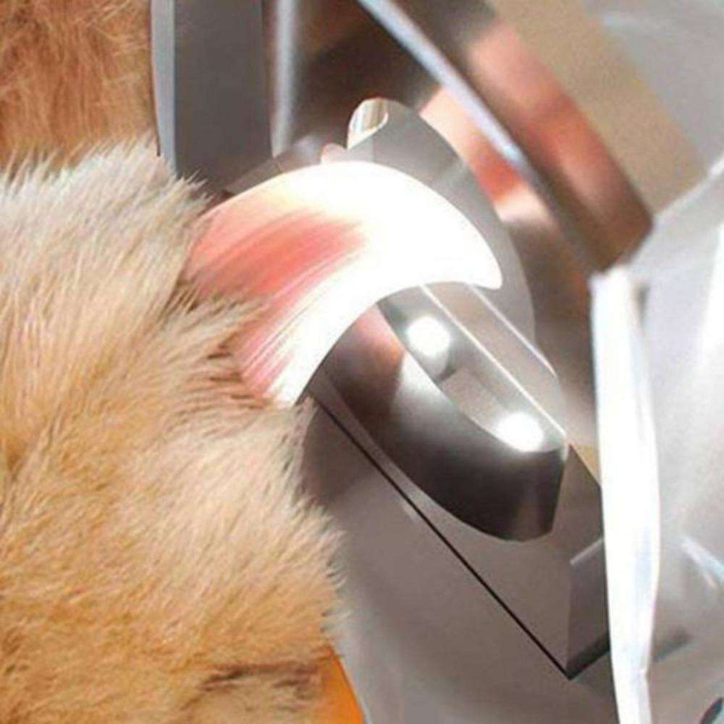 Professional Pet LED Nail Clipper - Best Buddy Store