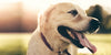 5 Tips for Walking Your Dog This Summer - BestBuddyStore