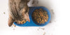 Does My Cat Need Both Wet and Dry Cat Food?