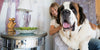 Nutrition and Diet Tips for Large Dog Breeds