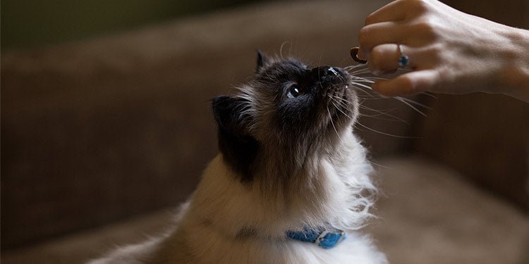 Adult Cat Nutrition Basics - BestBuddyStore