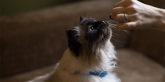 Adult Cat Nutrition Basics - BestBuddyStore