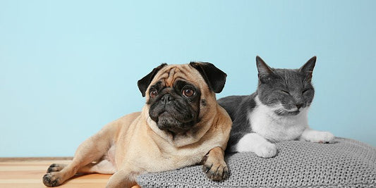 Are lumps and bumps on cats and dogs normal? - BestBuddyStore