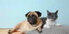 Are lumps and bumps on cats and dogs normal? - BestBuddyStore
