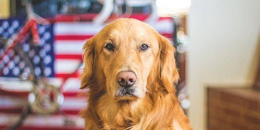 Calminig Your Dog During Neighborhood Fireworks - BestBuddyStore