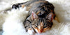 Can Cats Catch Colds? - BestBuddyStore