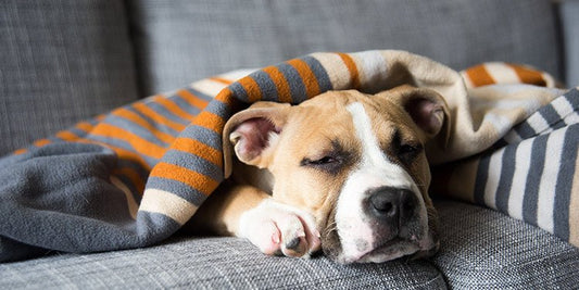 Can Dogs Get the Flu? - BestBuddyStore