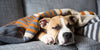 Can Dogs Get the Flu? - BestBuddyStore