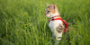 Can I take my cat for a walk? - BestBuddyStore