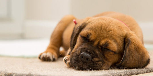 Do Dogs Dream? - Best Buddy Store