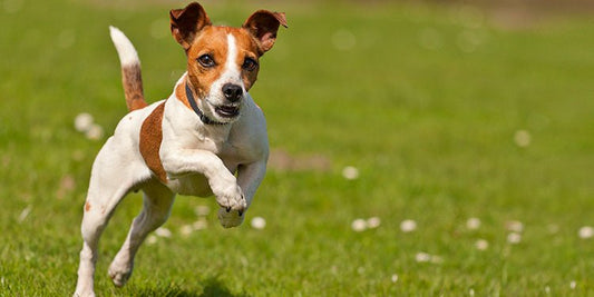 Do Small Dog Breeds Need a Specialized Formula? - BestBuddyStore