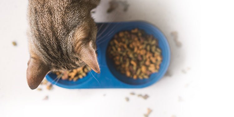 Does My Cat Need Both Wet and Dry Cat Food? - BestBuddyStore