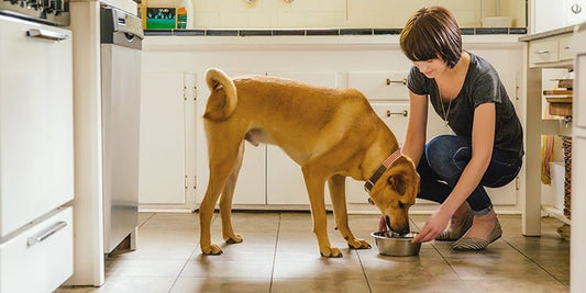 Does Your Dog Get Variety in Their Diet? - BestBuddyStore