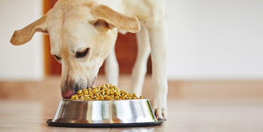 Does Your Dog Have A Food Sensitivity? - BestBuddyStore