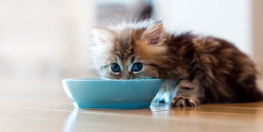 Getting a New Kitten? - Best Buddy Store