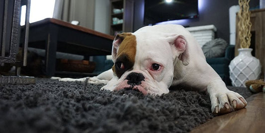 How do dogs get worms? - BestBuddyStore