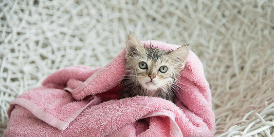 How To Bathe Your Cat at Home - BestBuddyStore