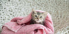 How To Bathe Your Cat at Home - BestBuddyStore