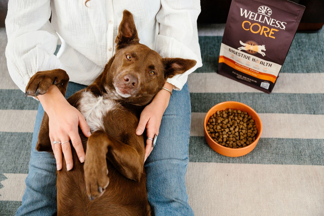 How to Check Your Dogs Digestive Health - BestBuddyStore