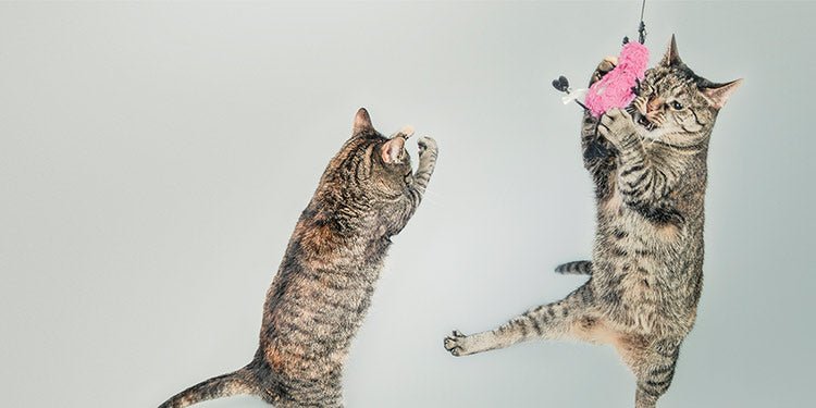 How to Entertain Your Indoor Cat - BestBuddyStore