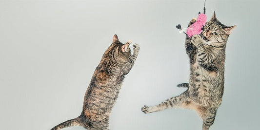 How to Entertain Your Indoor Cat - BestBuddyStore