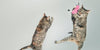 How to Entertain Your Indoor Cat - BestBuddyStore