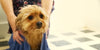 How to Give Your Dog a Bath - BestBuddyStore
