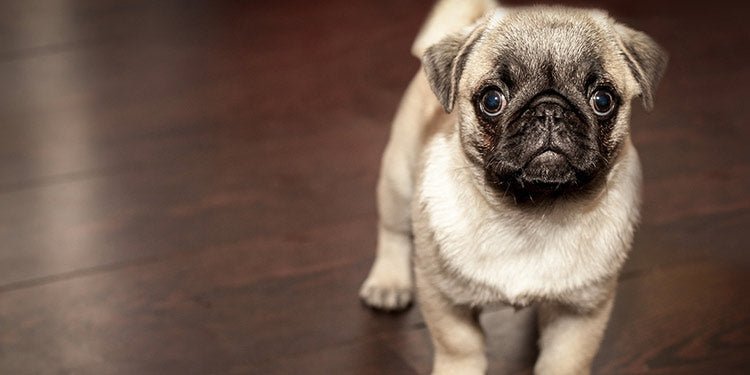 How to Potty Train Your New Puppy - BestBuddyStore