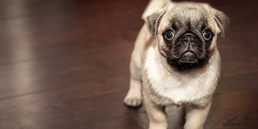 How to Potty Train Your New Puppy - BestBuddyStore