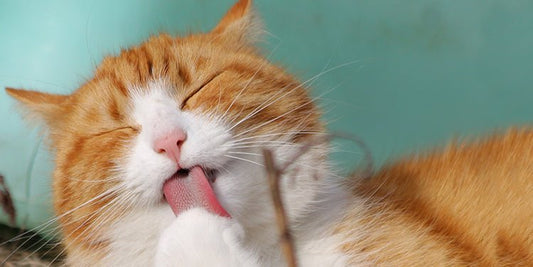 How to Prevent Hairballs in Cats - BestBuddyStore