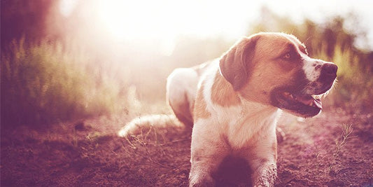 How to Protect Your Dog From the Sun - BestBuddyStore