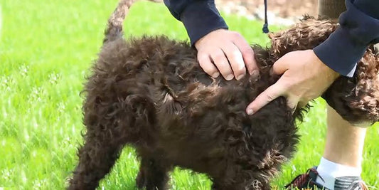 How to Protect Your Dog From Ticks in the Yard - BestBuddyStore