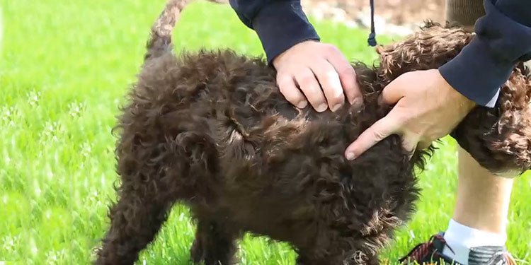 How to Protect Your Dog From Ticks in the Yard - BestBuddyStore