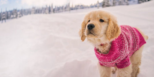 How to Protect Your Dog This Winter - BestBuddyStore