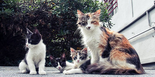 How to Socialize Your Cat or Kitten - BestBuddyStore