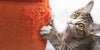 How to stop your cat from scratching the Furniture - BestBuddyStore