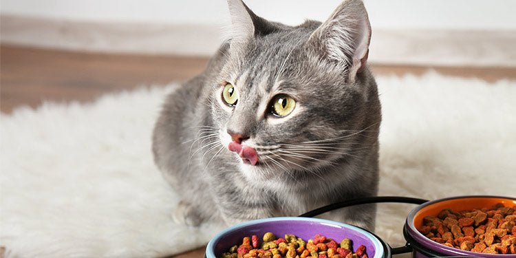 How to Switch Your Cat's Food - BestBuddyStore