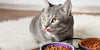 How to Switch Your Cat's Food - BestBuddyStore