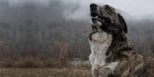 How to Teach an Old Dog New Tricks - BestBuddyStore