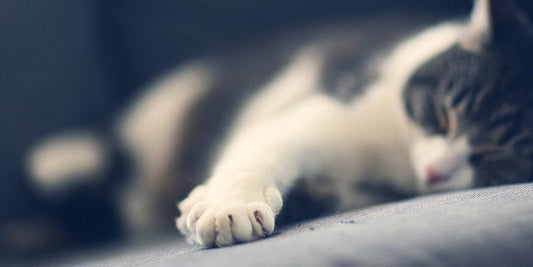 How to Trim Your Cat's Claws - BestBuddyStore