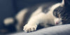How to Trim Your Cat's Claws - BestBuddyStore