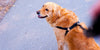 Is My Pet Overweight? - BestBuddyStore