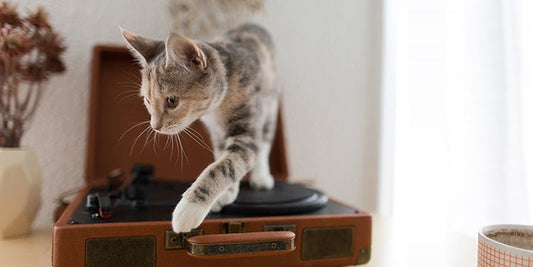 Is Your House Ready for a New Kitten? - BestBuddyStore