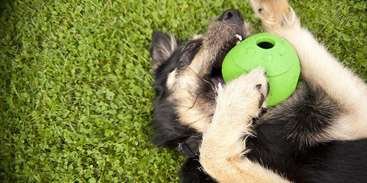 Keep Your Dog Busy With Treat-dispensing Toys - BestBuddyStore