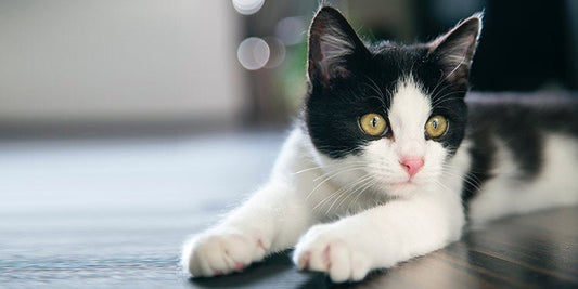 Keeping Your Cat Indoors - BestBuddyStore
