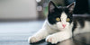 Keeping Your Cat Indoors - BestBuddyStore