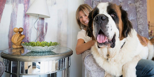 Nutrition and Diet Tips for Large Dog Breeds - BestBuddyStore